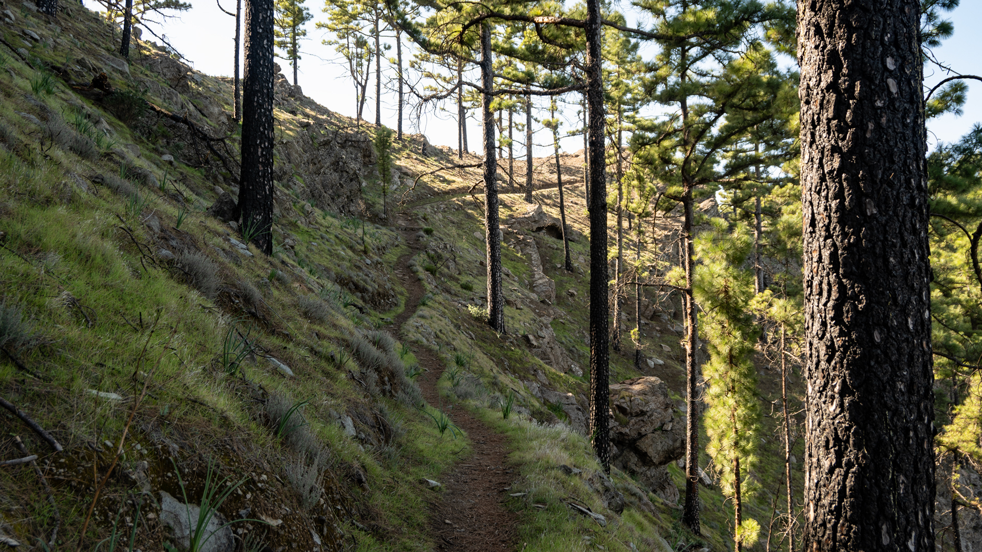 Waldpfad im Kiefernwald, Naturpark Tamadaba.