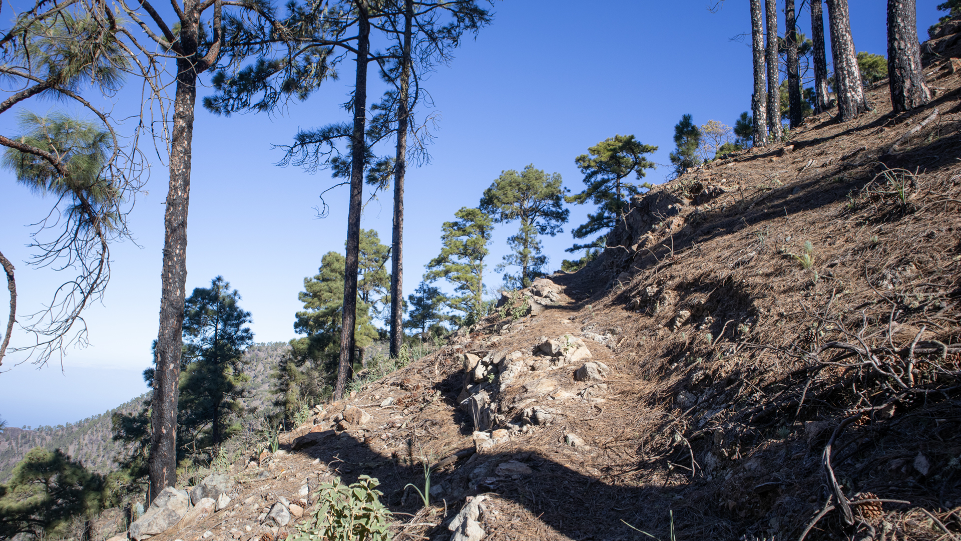 Schmale Pfade schlängeln sich durch den Naturpark Tamadaba