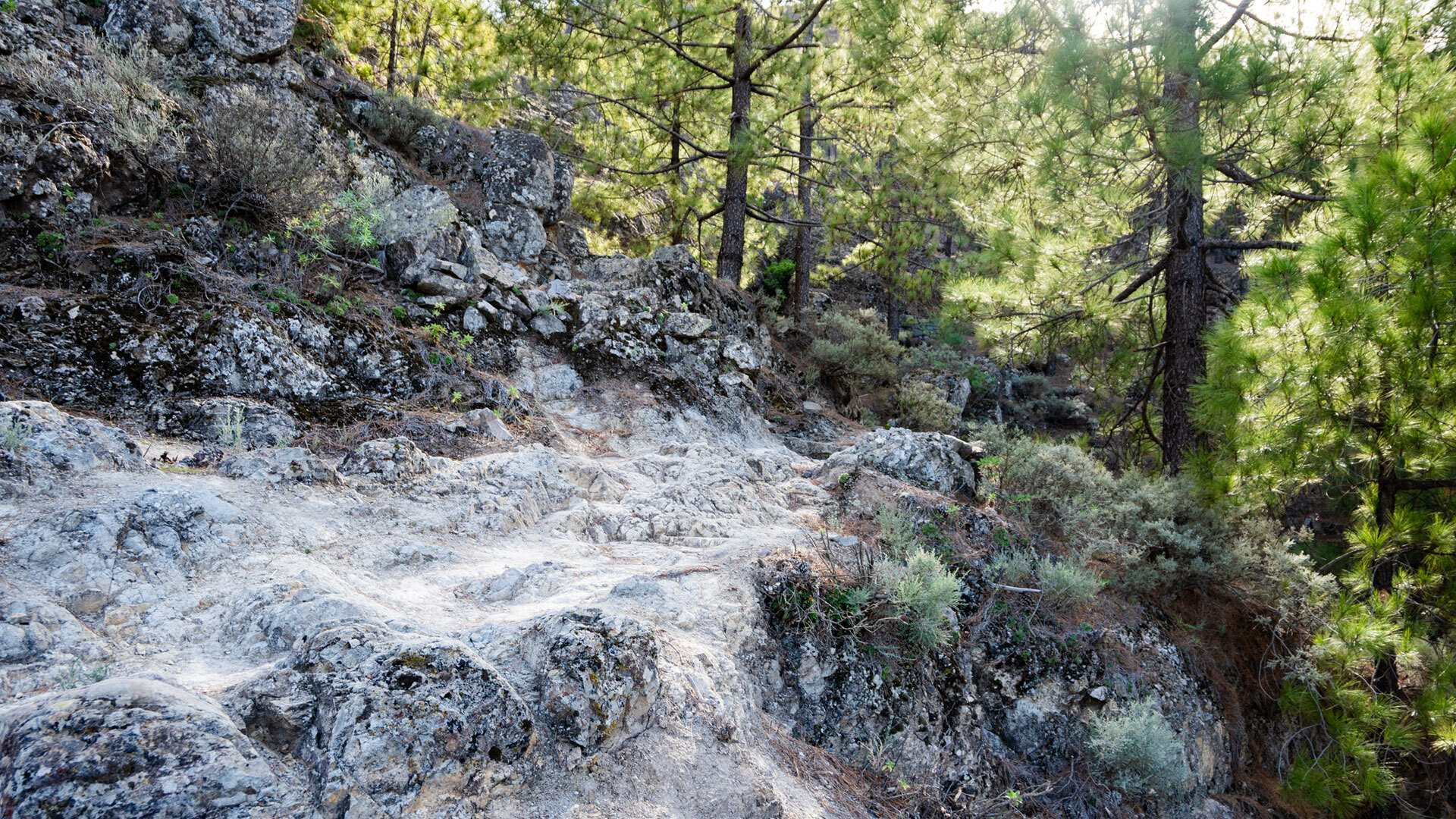 Wanderung durch dichten Kiefernwald in den Barranco Agua, Richtung La Culata