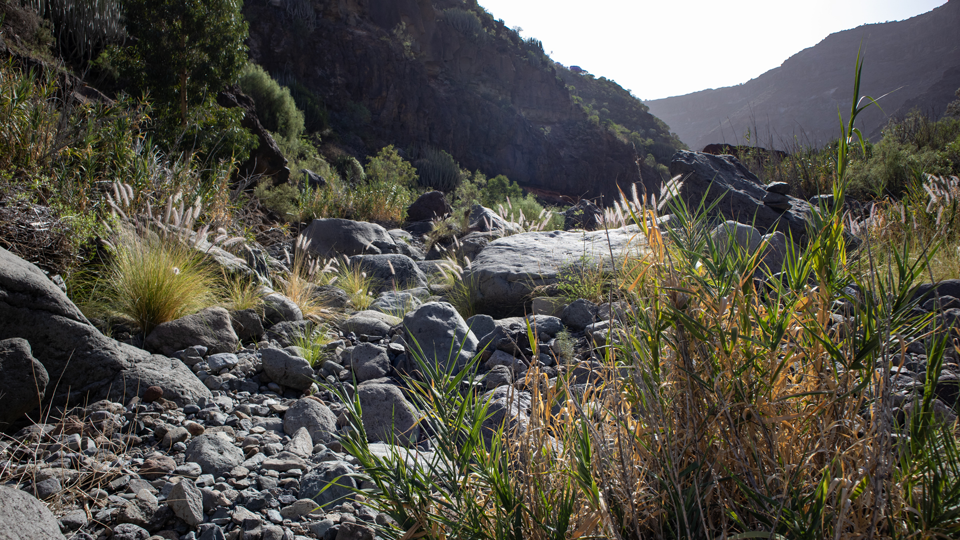Schilf und Gräser behaupten sich im trockenen Bachbett des Barranco de Tauro.