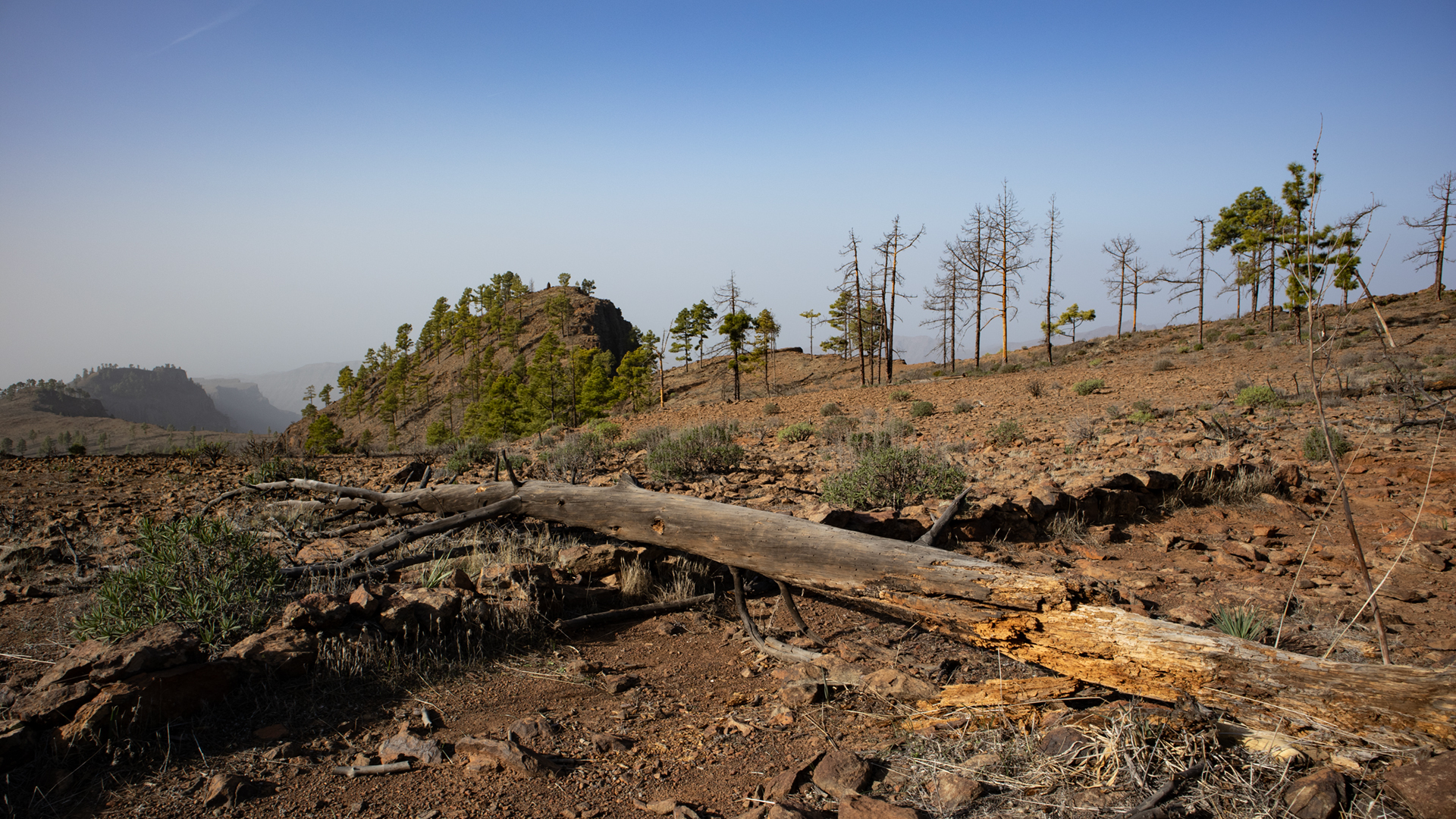Roque Nublo und Rana erheben sich oberhalb des Risco La Fogalera.