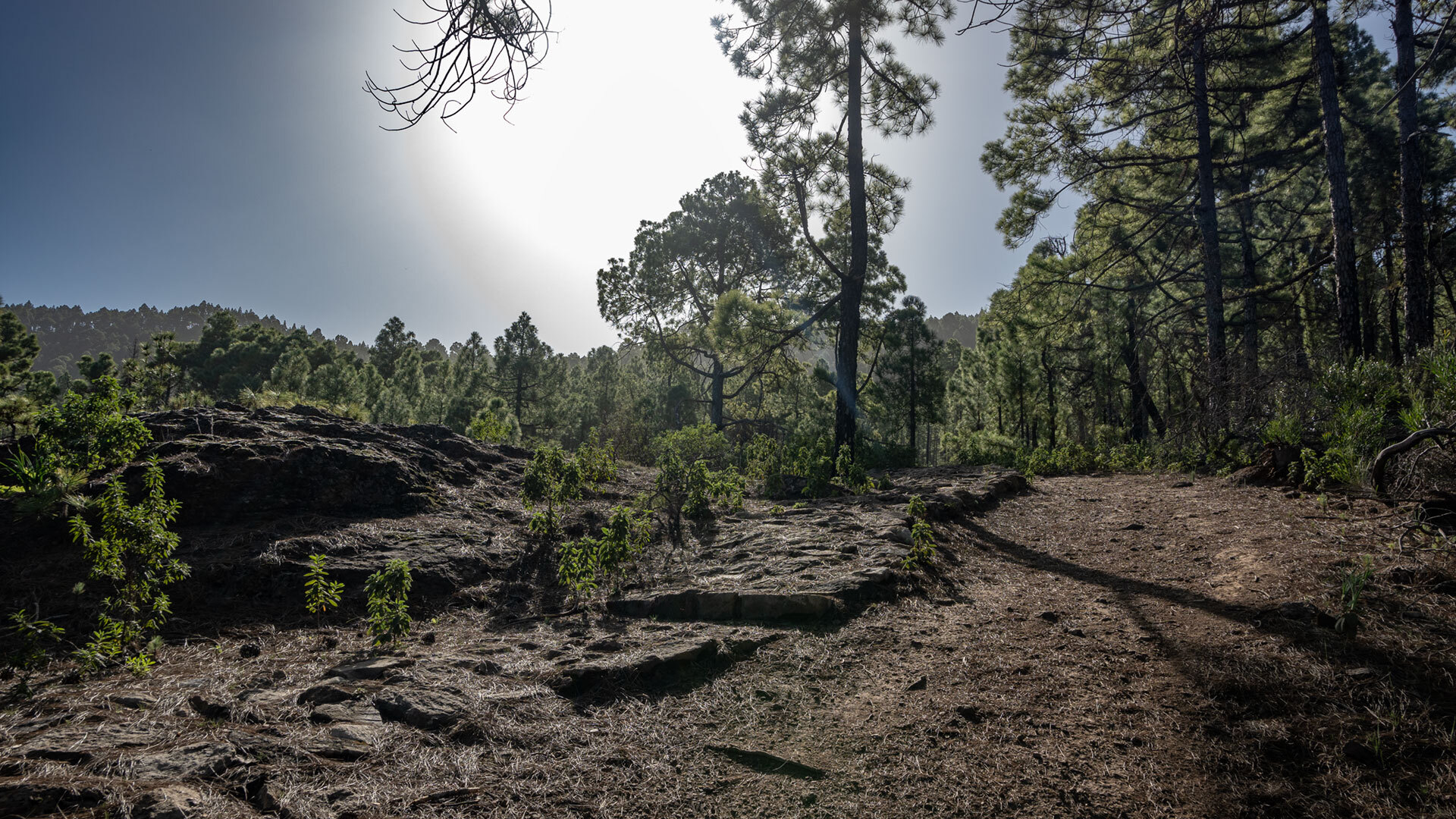 Das Wandergebiet Tamadaba im Nordwesten Gran Canarias vereint dichte Kiefernwälder, tiefe Schluchten und schroffe Felsklippen