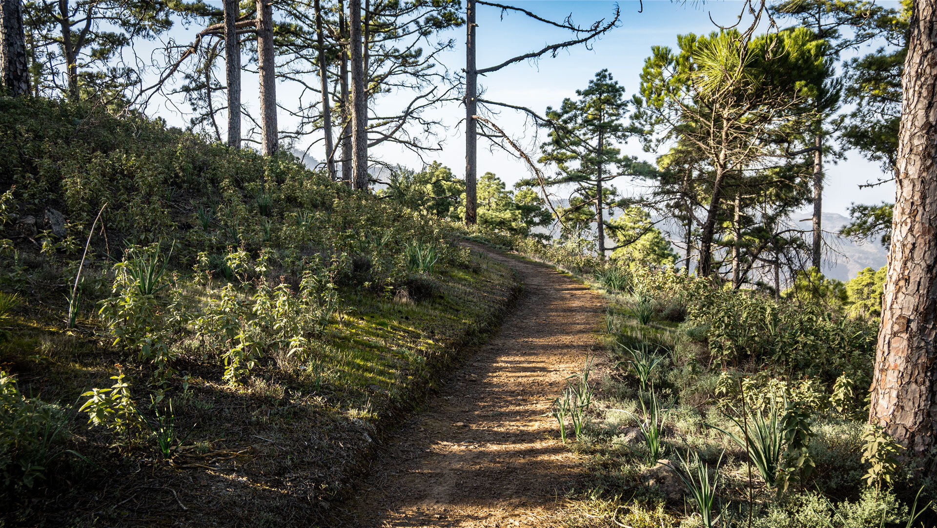 Der Wanderweg führt durch lichten Kiefernwald im Parque Natural de Tamadaba.