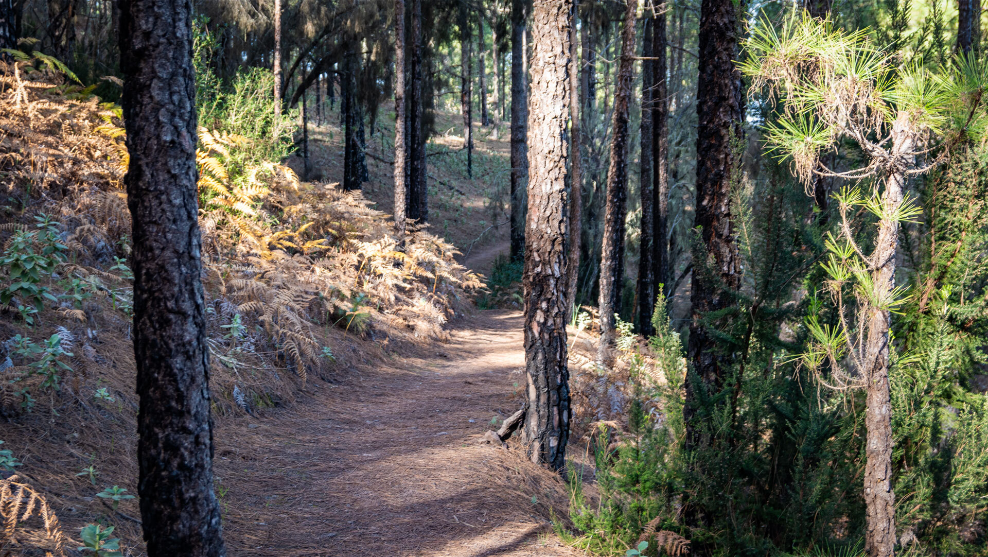 Gut markierte Wanderwege führen durch den Kiefernwald des Parque Natural de Tamadaba.