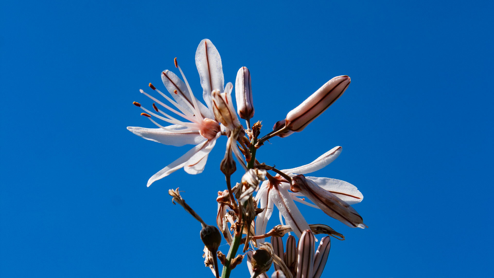 Frühlingsblüten bereichern im Frühjahr das Landschaftsbild im Hochland Gran Canarias.