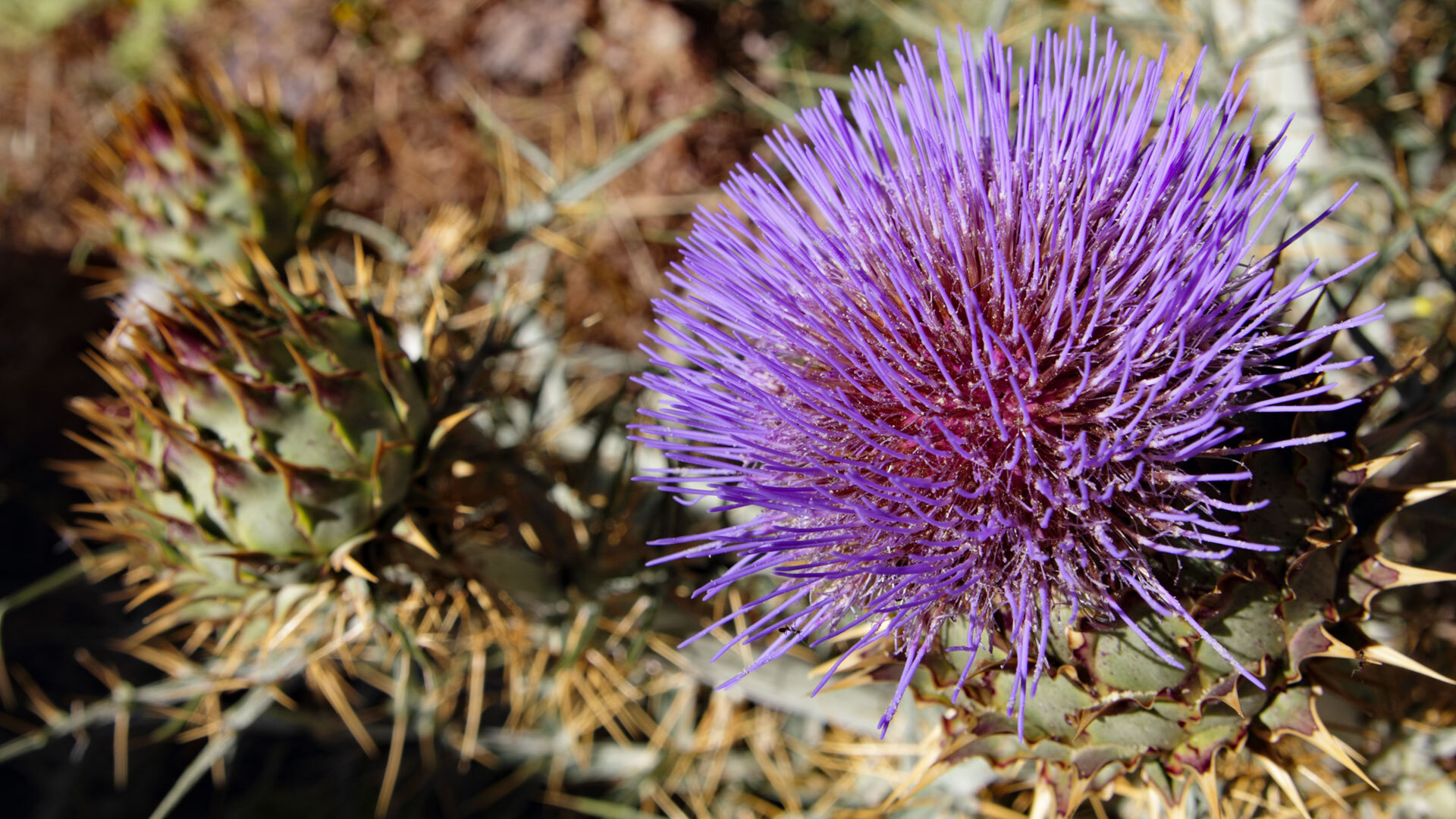 Queso de Flor de Guía – die wilde Artischockenblüte dient als pflanzliches Lab.