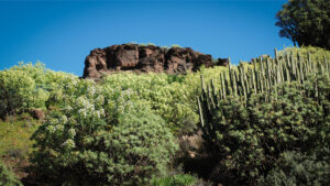 Wolfsmilchgewächse zählen zur charakteristischen Trockenvegetation Gran Canarias und prägen viele Hangbereiche der Insel.